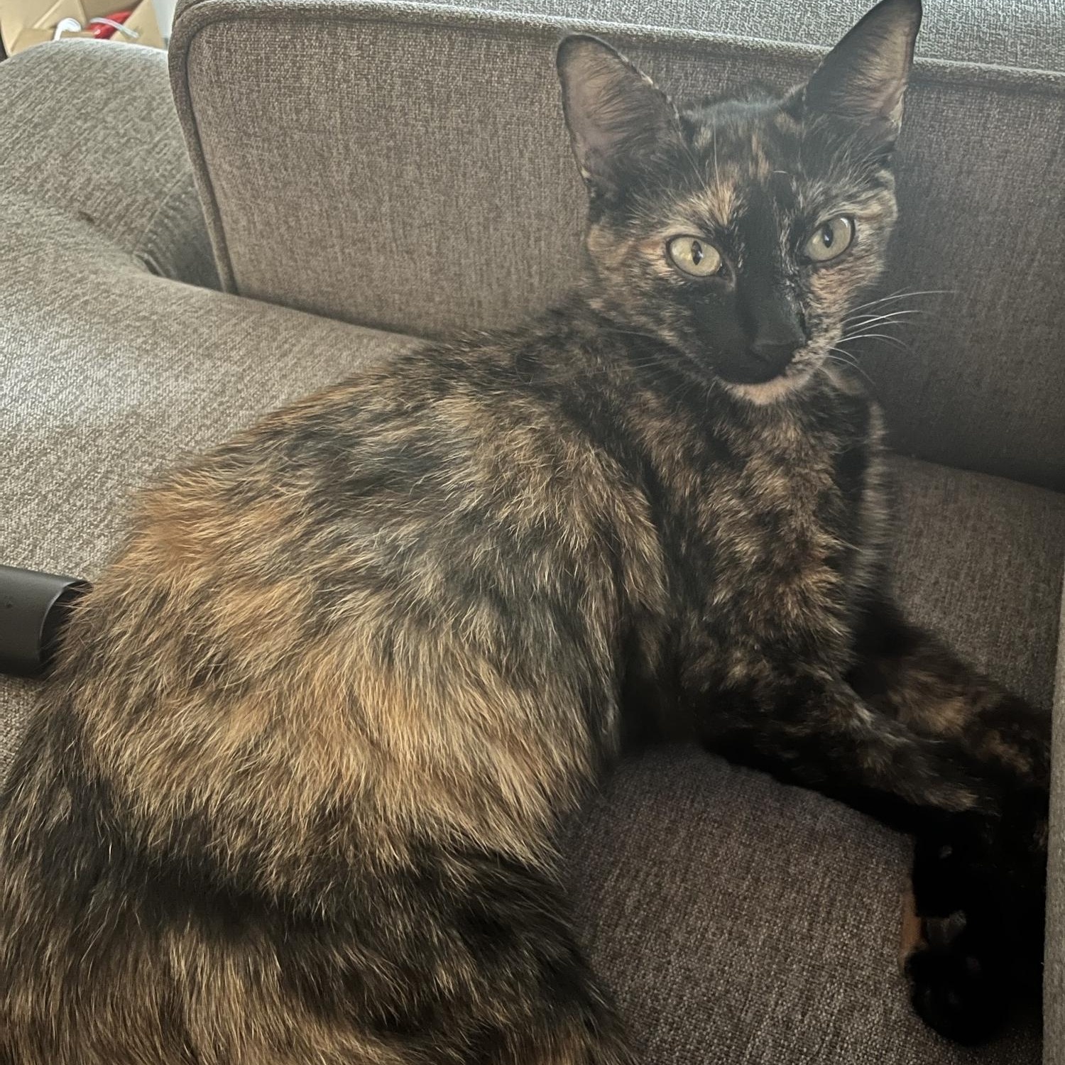 Enlarge Cleo, a Adoptable Domestic Short Hair in Watertown, MA image 4/5