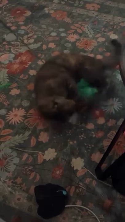 Enlarge Cleo, a Adoptable Domestic Short Hair in Watertown, MA video 5/5