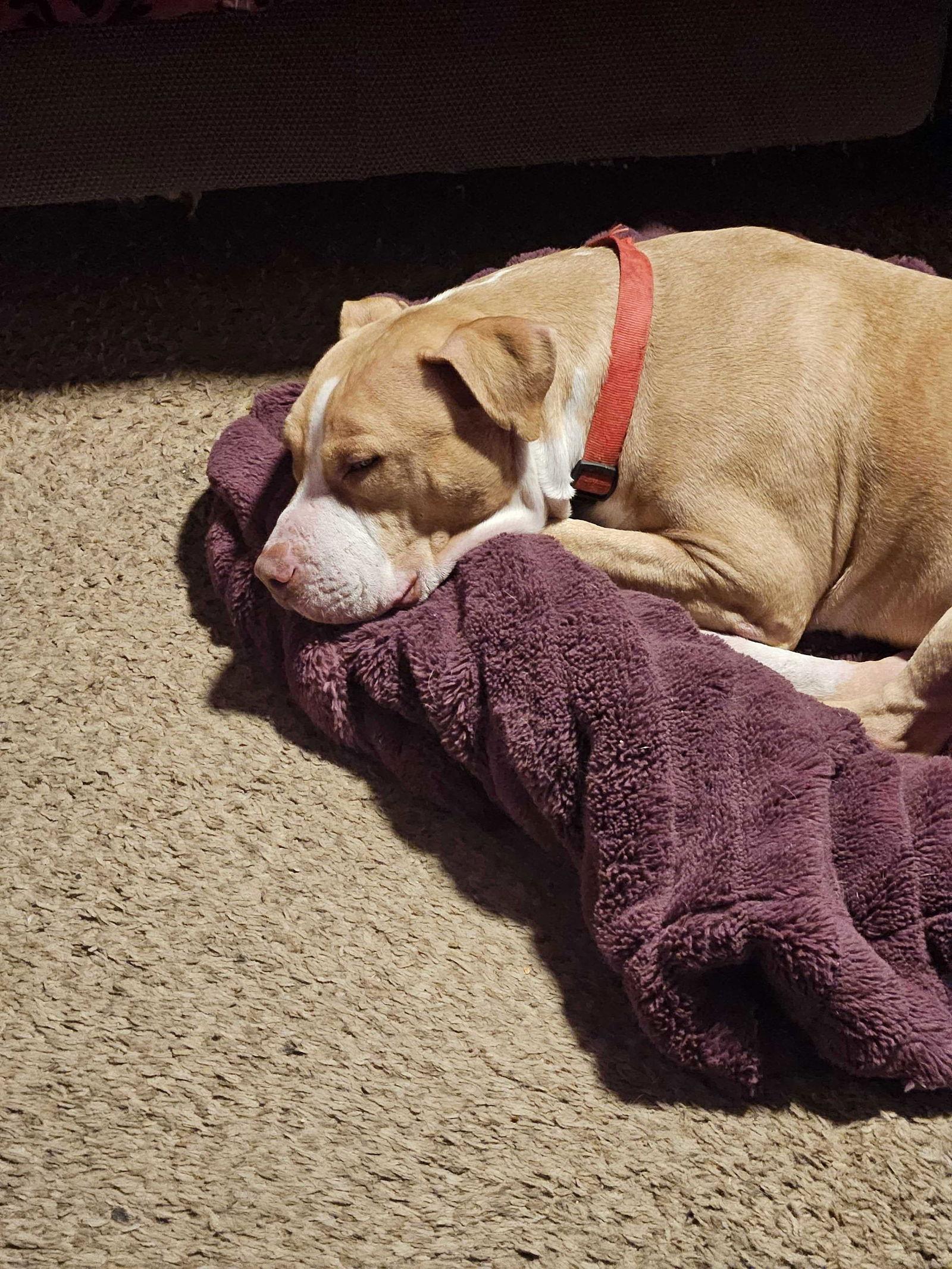 Enlarge Duncan Doggie, a Adoptable Pit Bull Terrier in Salt Lake City, UT image 1/1