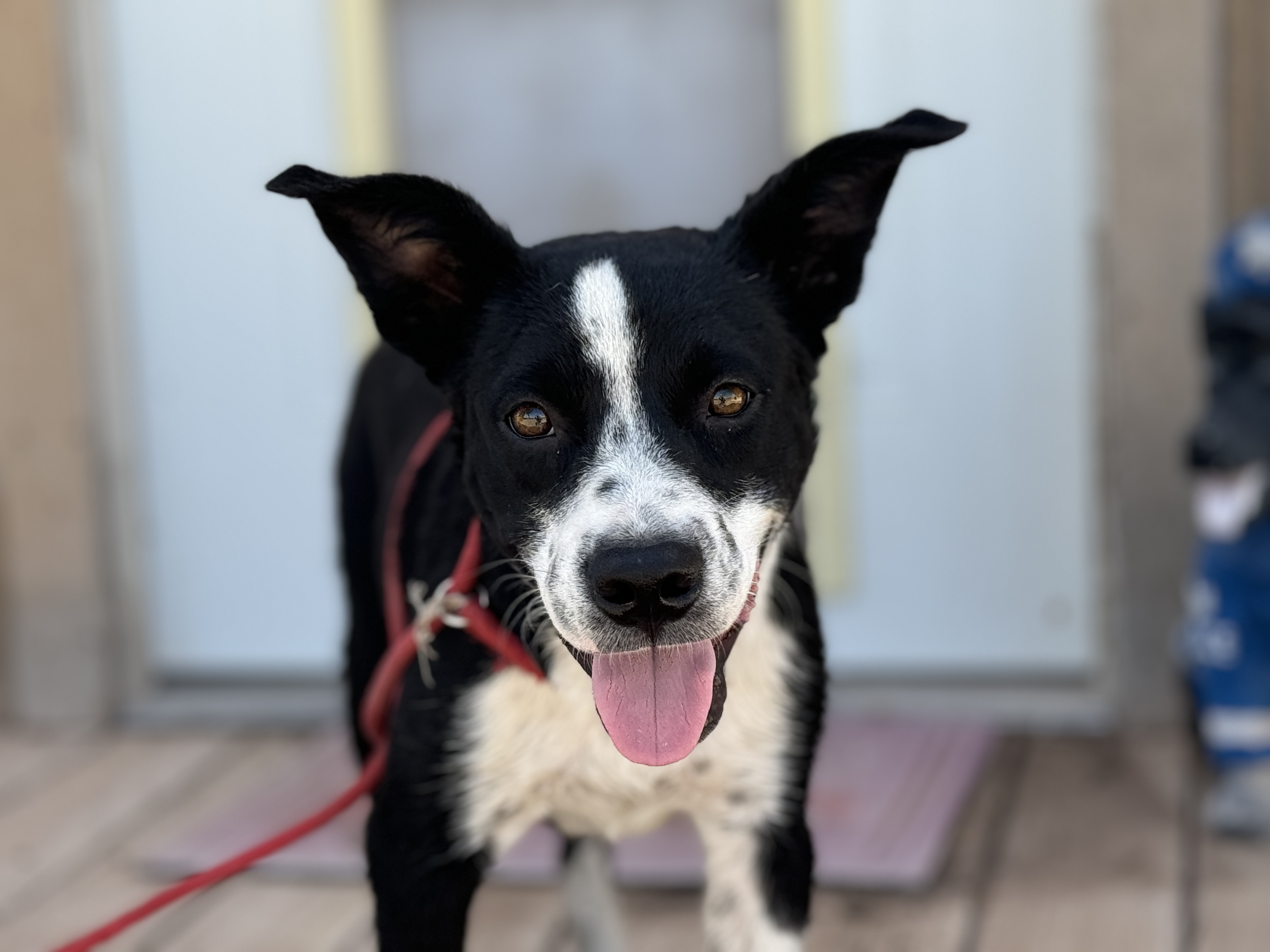 Enlarge Boo, a Adoptable Australian Cattle Dog / Blue Heeler in Hagerman, NM image 1/4