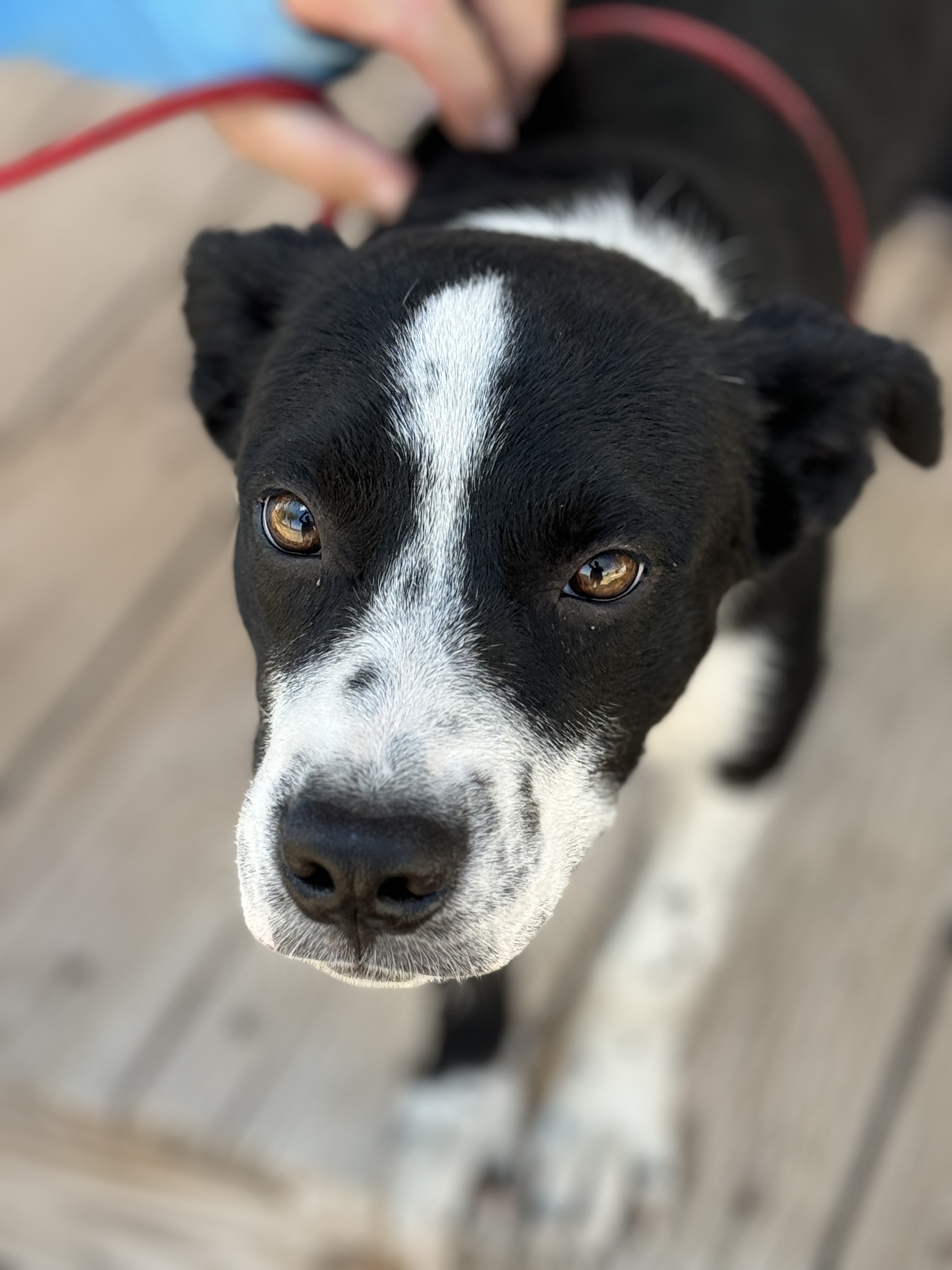 Enlarge Boo, a Adoptable Australian Cattle Dog / Blue Heeler in Hagerman, NM image 4/4