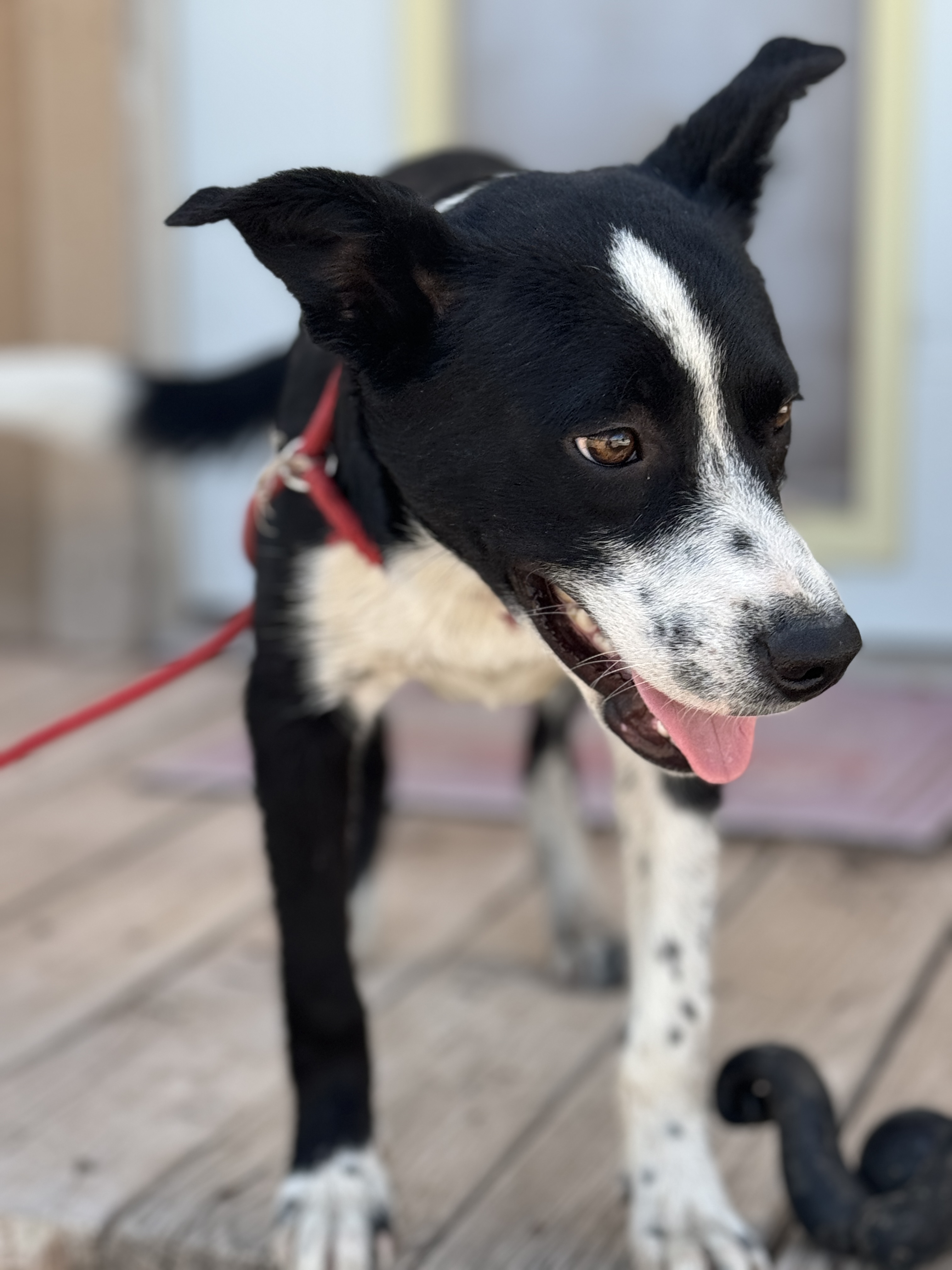 Enlarge Boo, a Adoptable Australian Cattle Dog / Blue Heeler in Hagerman, NM image 3/4
