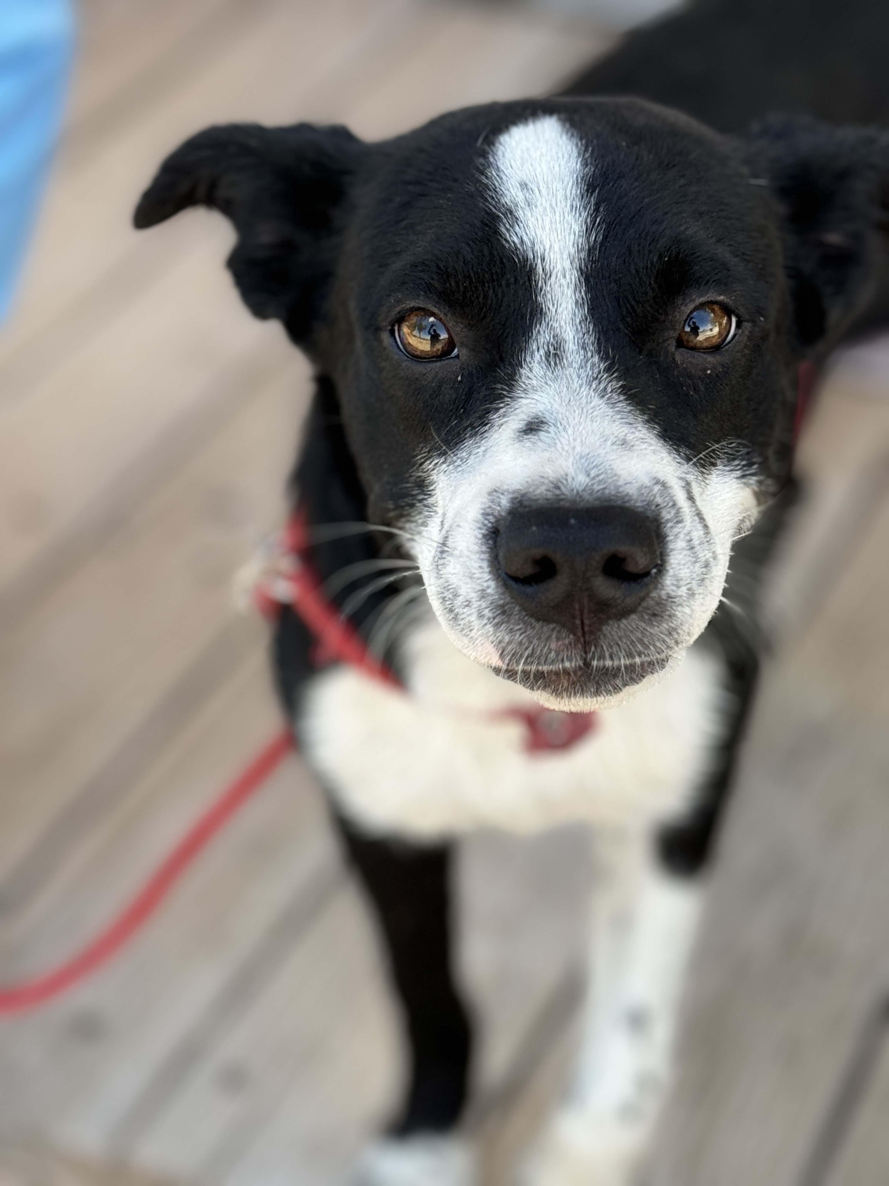 Enlarge Boo, a Adoptable Australian Cattle Dog / Blue Heeler in Hagerman, NM image 2/4