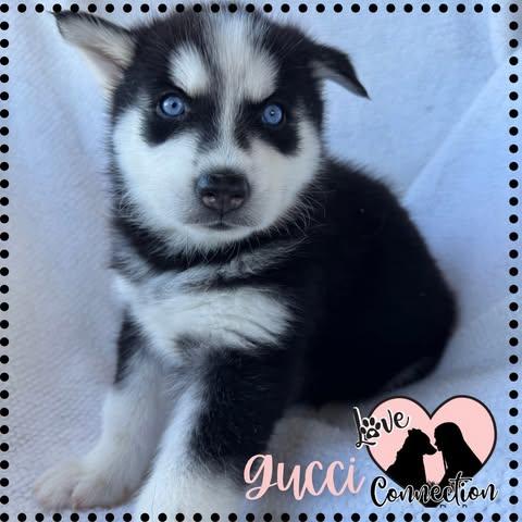 Enlarge Gucci, an adoptable mixed breed in Gilbert, AZ image 2/2