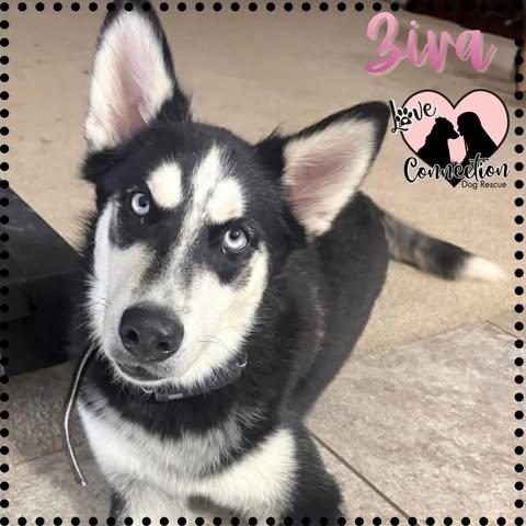 Gucci, adoptable, Puppy Female Husky.