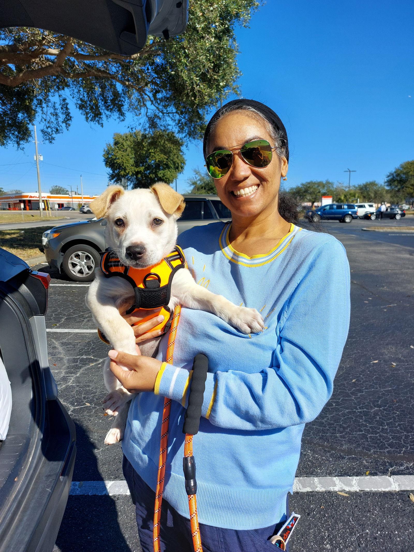 Enlarge Ducky, a Adopted Golden Retriever in Sanford, FL image 1/1