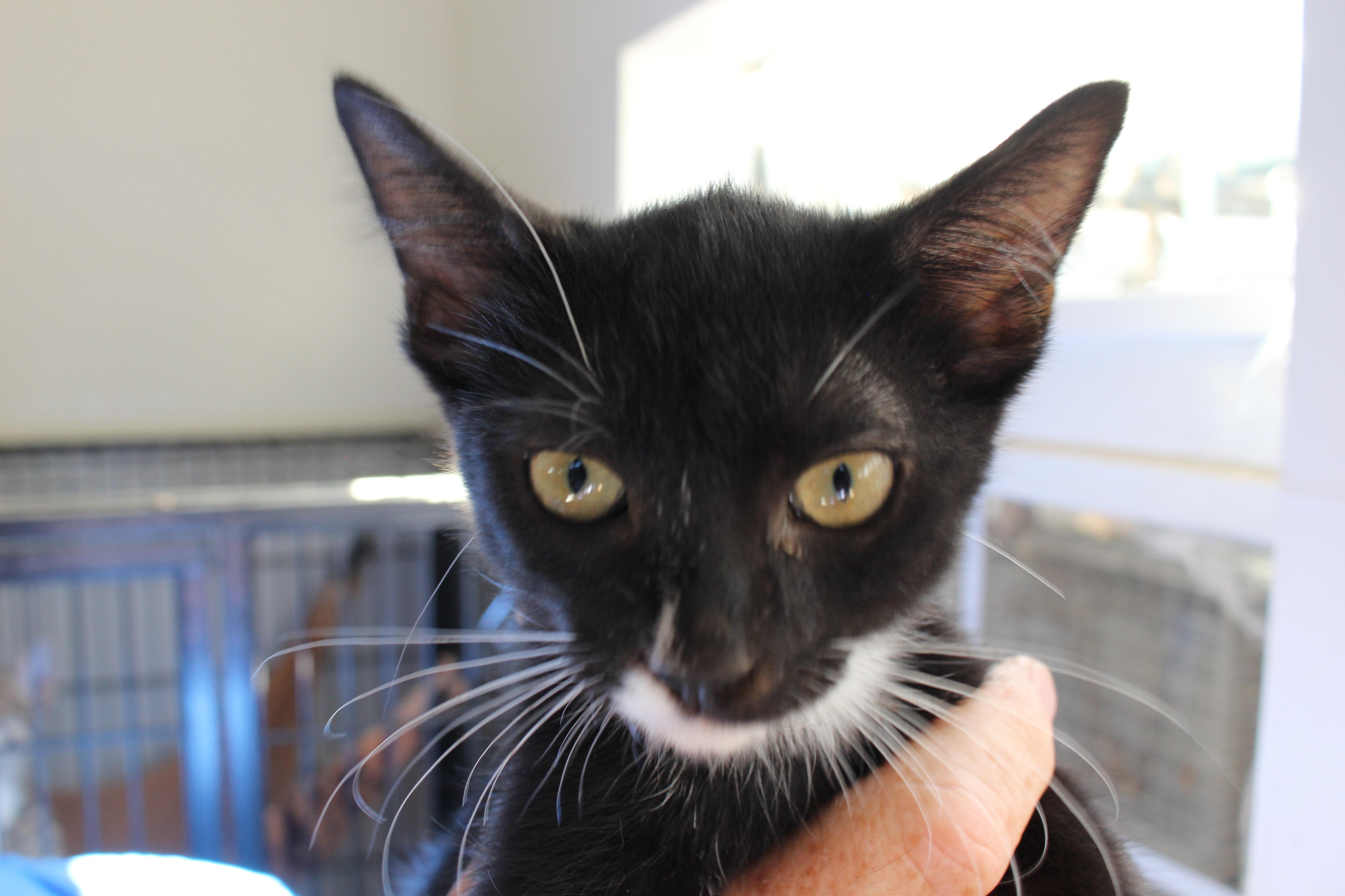 Enlarge 0627-2624, a ADOPTABLE mixed breed in Turlock, CA image 1/1