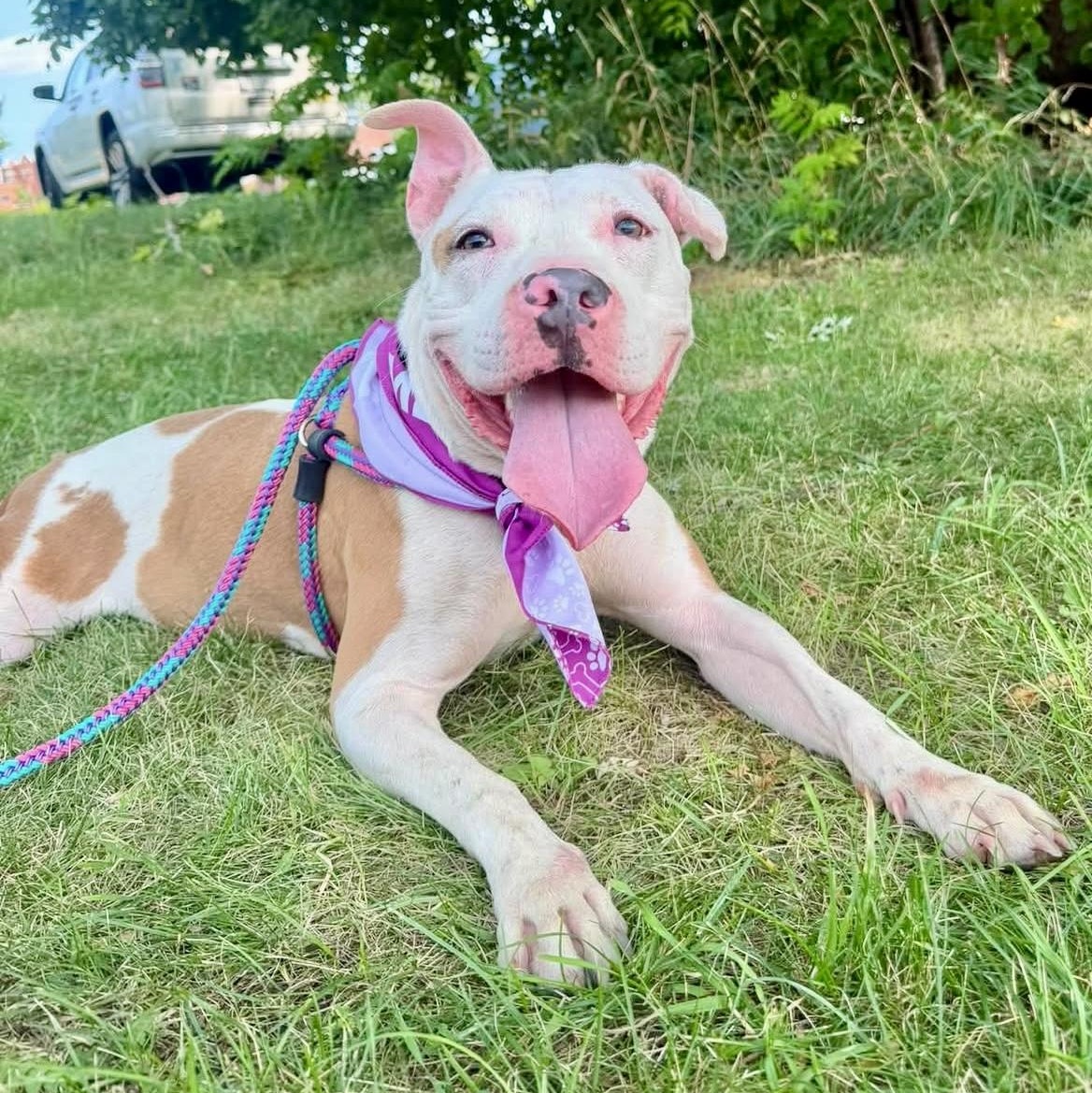 Tilly, a ADOPTABLE Pit Bull Terrier in Buffalo, NY image 1/6