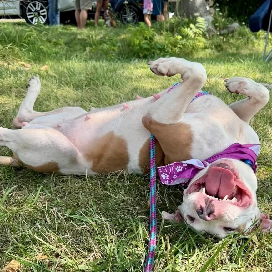 Tilly, a ADOPTABLE Pit Bull Terrier in Buffalo, NY image 4/6