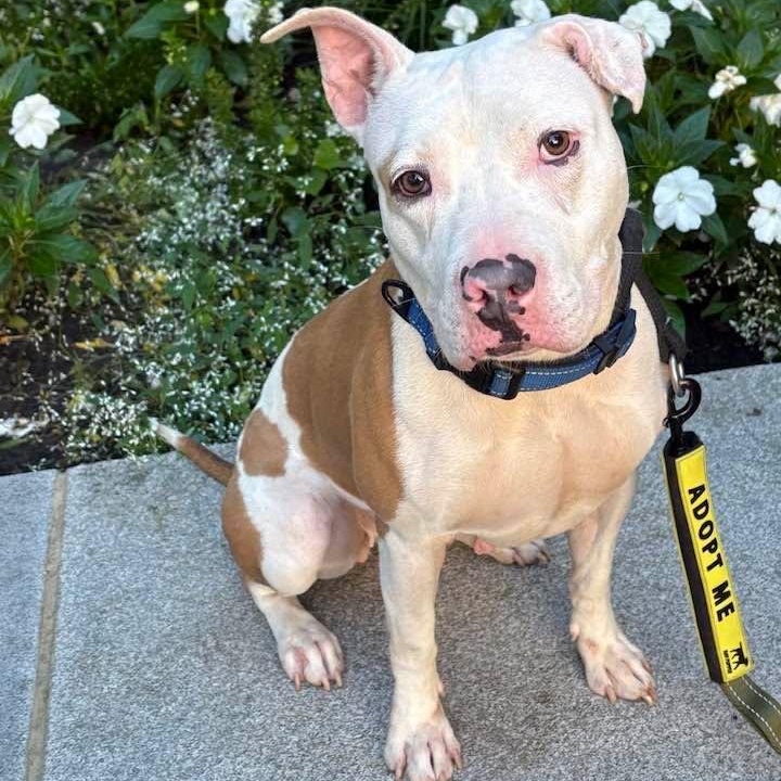 Tilly, ADOPTABLE, Young Female Pit Bull Terrier.