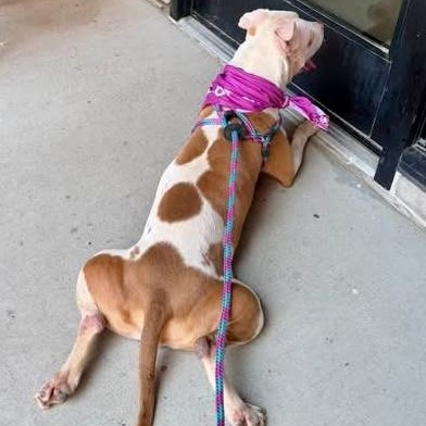 Tilly, a ADOPTABLE Pit Bull Terrier in Buffalo, NY image 3/6