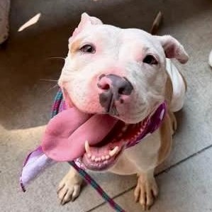 Tilly, a ADOPTABLE Pit Bull Terrier in Buffalo, NY image 2/6