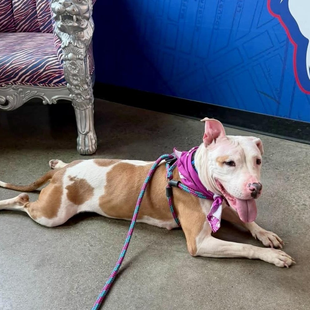 Tilly, a ADOPTABLE Pit Bull Terrier in Buffalo, NY image 5/6
