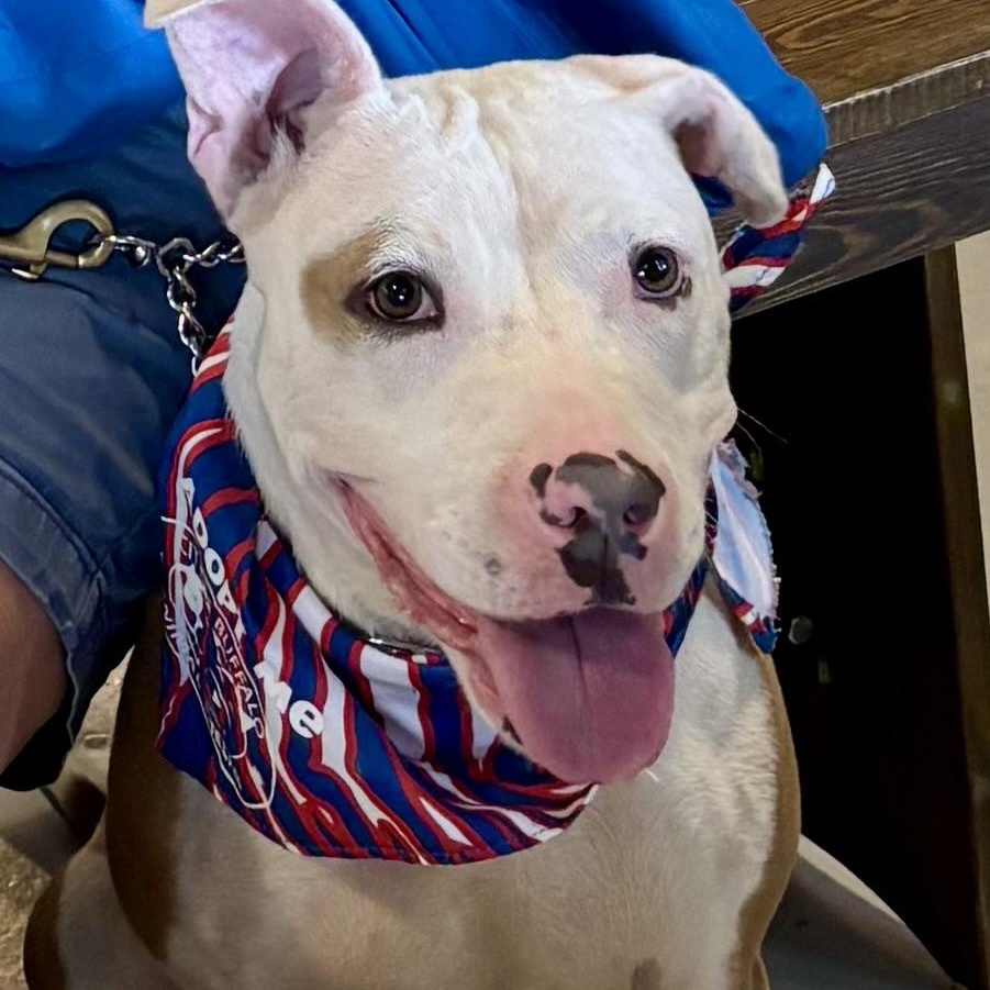 Tilly, a ADOPTABLE Pit Bull Terrier in Buffalo, NY image 6/6