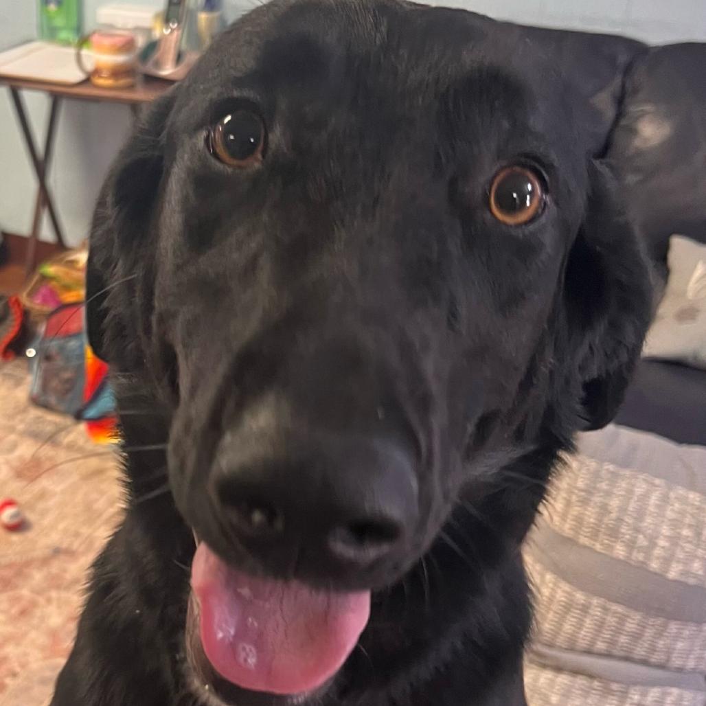 Enlarge Daphne, a Adoptable Black Labrador Retriever in Clarksville, AR image 1/6