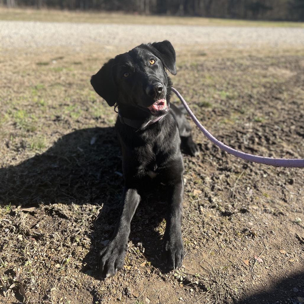 Enlarge Daphne, a Adoptable Black Labrador Retriever in Clarksville, AR image 2/6