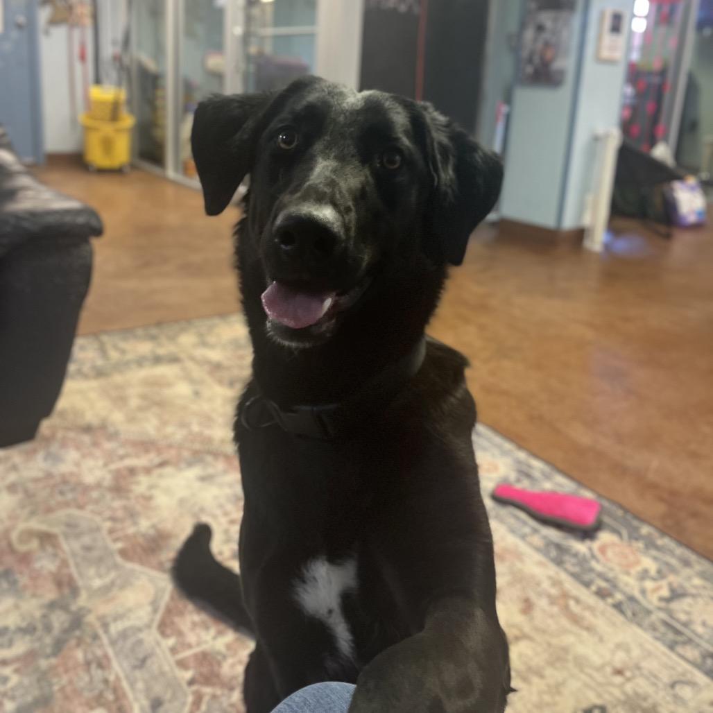 Enlarge Daphne, a Adoptable Black Labrador Retriever in Clarksville, AR image 3/6