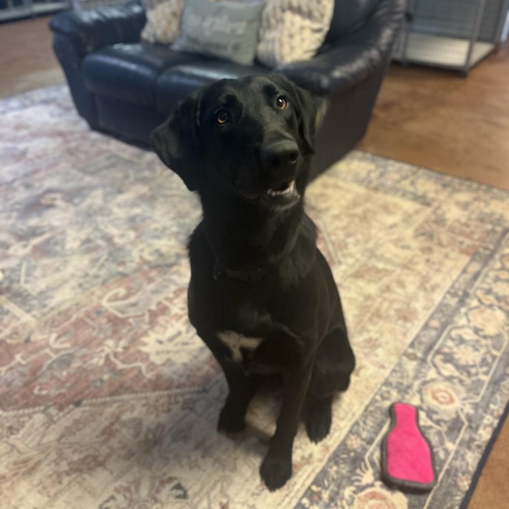 Enlarge Daphne, a Adoptable Black Labrador Retriever in Clarksville, AR image 4/6