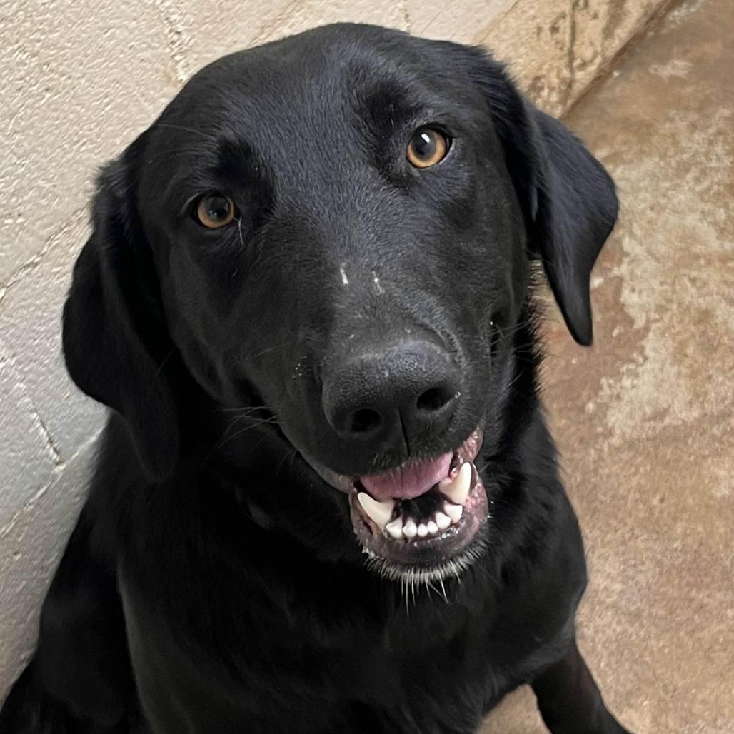 Enlarge Daphne, a Adoptable Black Labrador Retriever in Clarksville, AR image 5/6