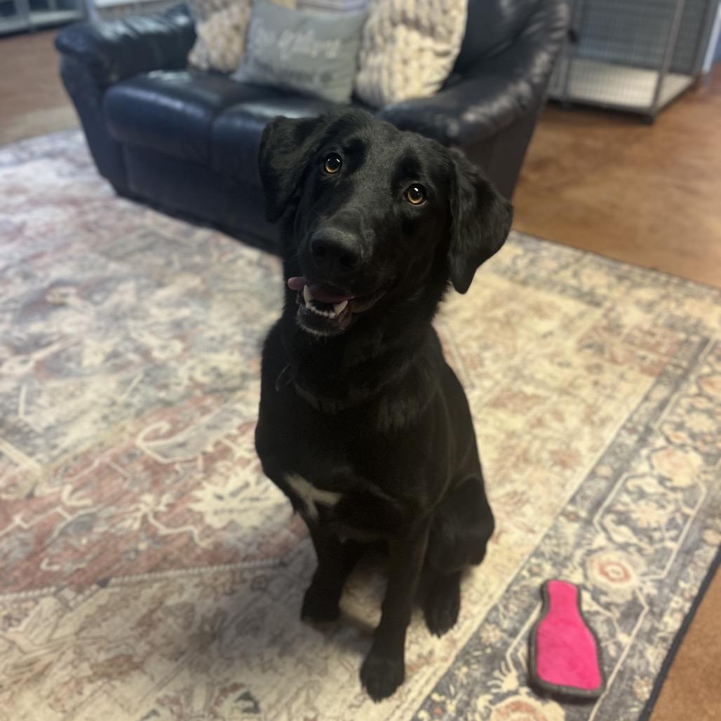 Enlarge Daphne, a Adoptable Black Labrador Retriever in Clarksville, AR image 6/6