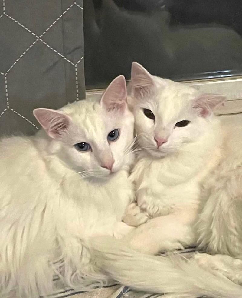 Banded Brothers