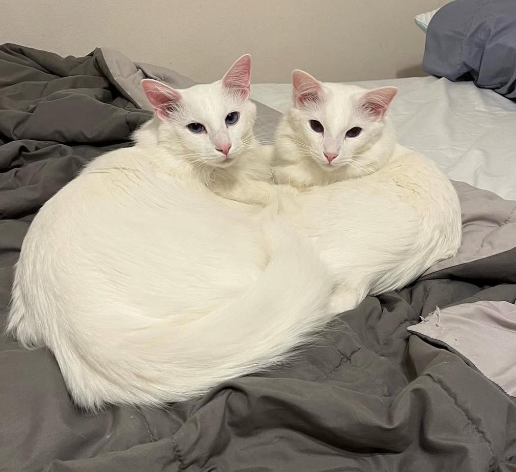 Banded Brothers, an adoptable Balinese in Syosset, NY, 11791 | Photo Image 2