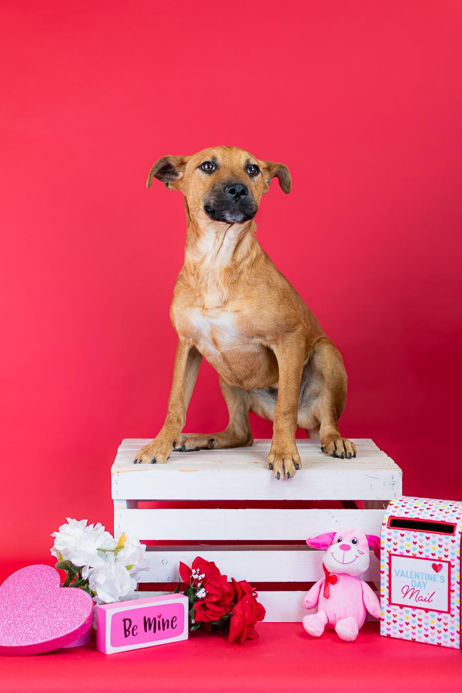 Enlarge #54-26, a ADOPTABLE mixed breed in Brighton, CO image 1/1