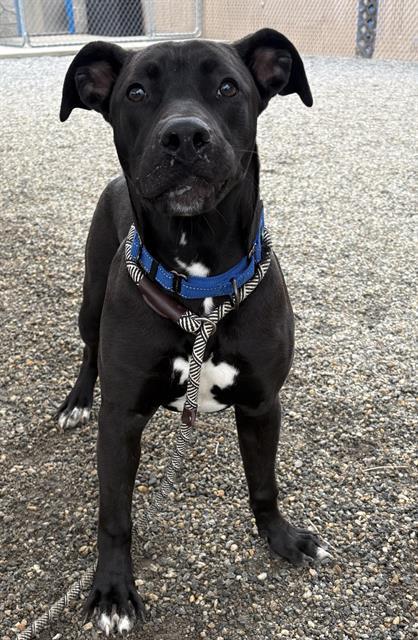 SAILS, Adoptable, Young Male Labrador Retriever & Mixed Breed.