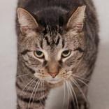 Teddy, Adoptable, Senior Male Domestic Short Hair.