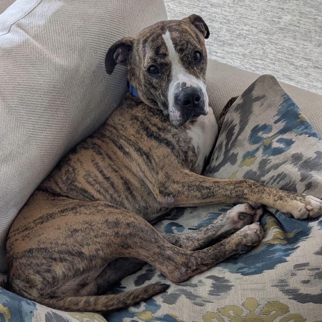 Luca, Adoptable, Adult Male American Bulldog.
