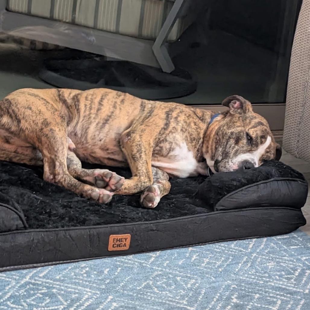Enlarge Luca, a Adoptable American Bulldog in Apache Junction, AZ image 2/6