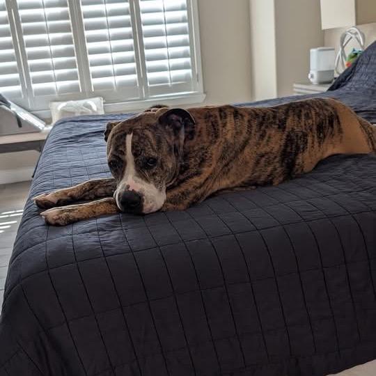 Enlarge Luca, a Adoptable American Bulldog in Apache Junction, AZ image 3/6