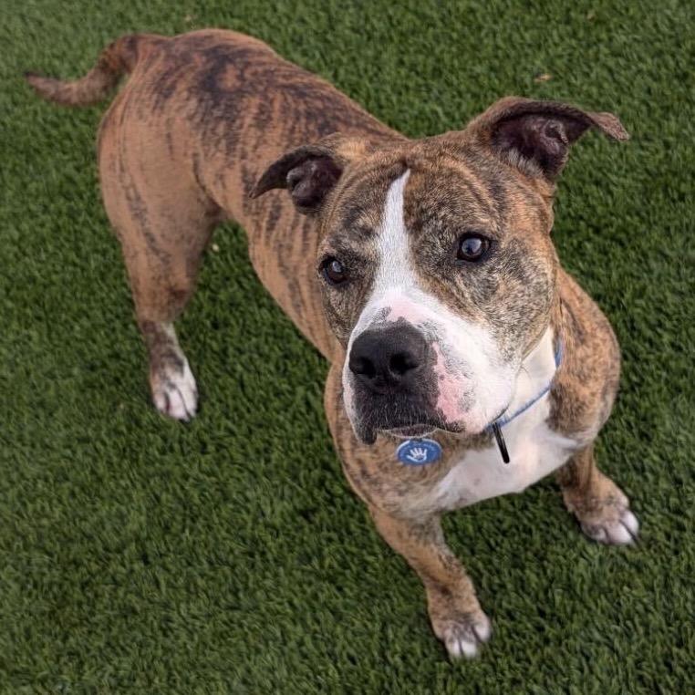 Enlarge Luca, a Adoptable American Bulldog in Apache Junction, AZ image 2/3