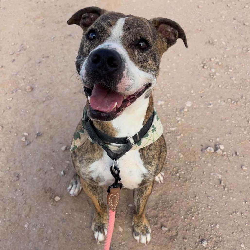 Enlarge Luca, a Adoptable American Bulldog in Apache Junction, AZ image 3/3