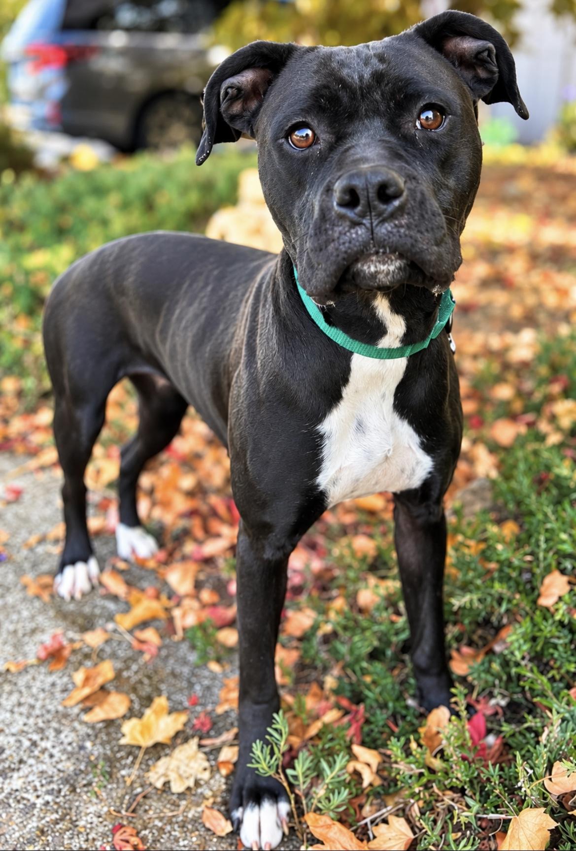 Gaia, Adoptable, Young Female Boxer.