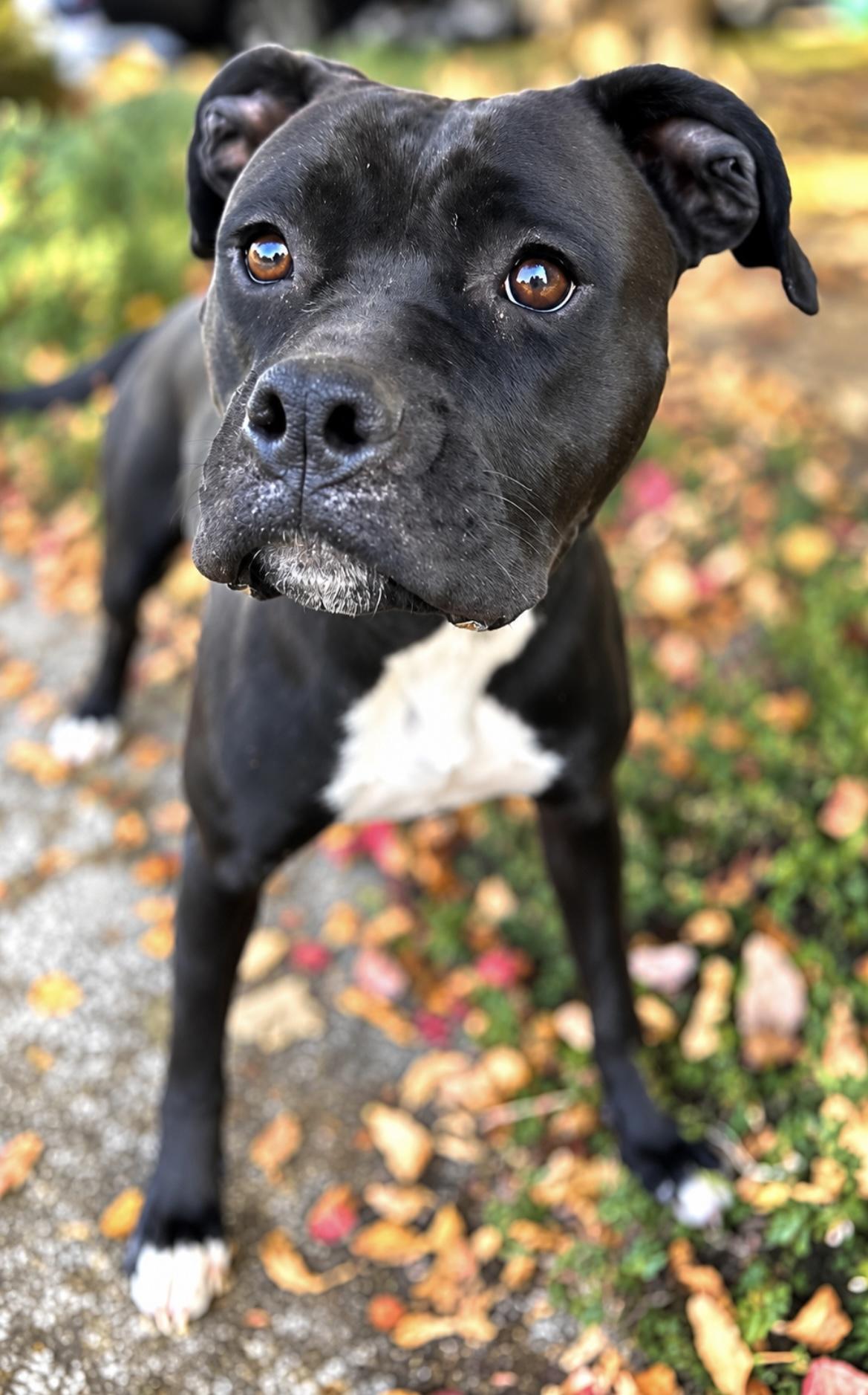 Enlarge Gaia, a Adoptable mixed breed in Tigard, OR image 2/5