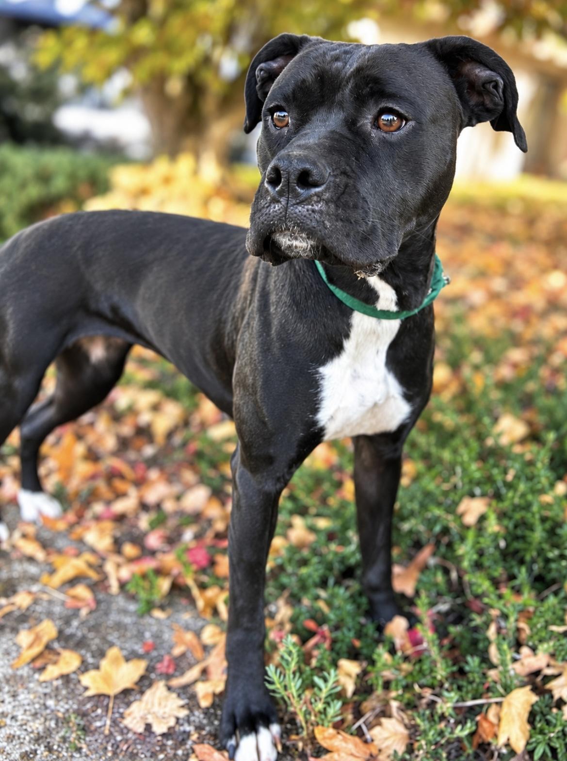 Enlarge Gaia, a Adoptable mixed breed in Tigard, OR image 3/5