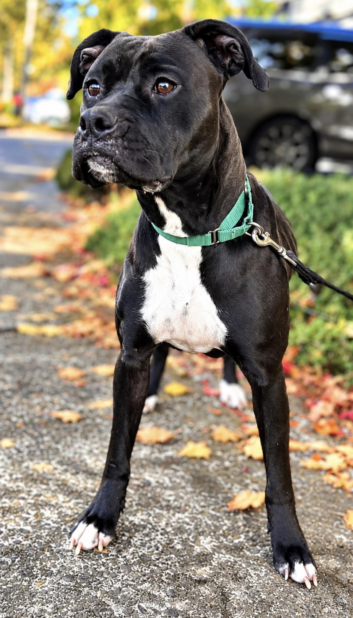 Enlarge Gaia, a Adoptable mixed breed in Tigard, OR image 4/5