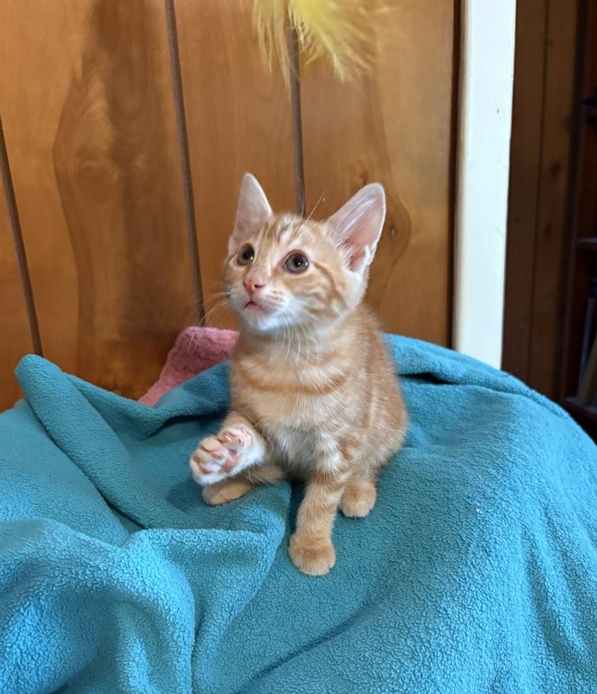 Satsuma, Adoptable, Kitten Female Domestic Short Hair.