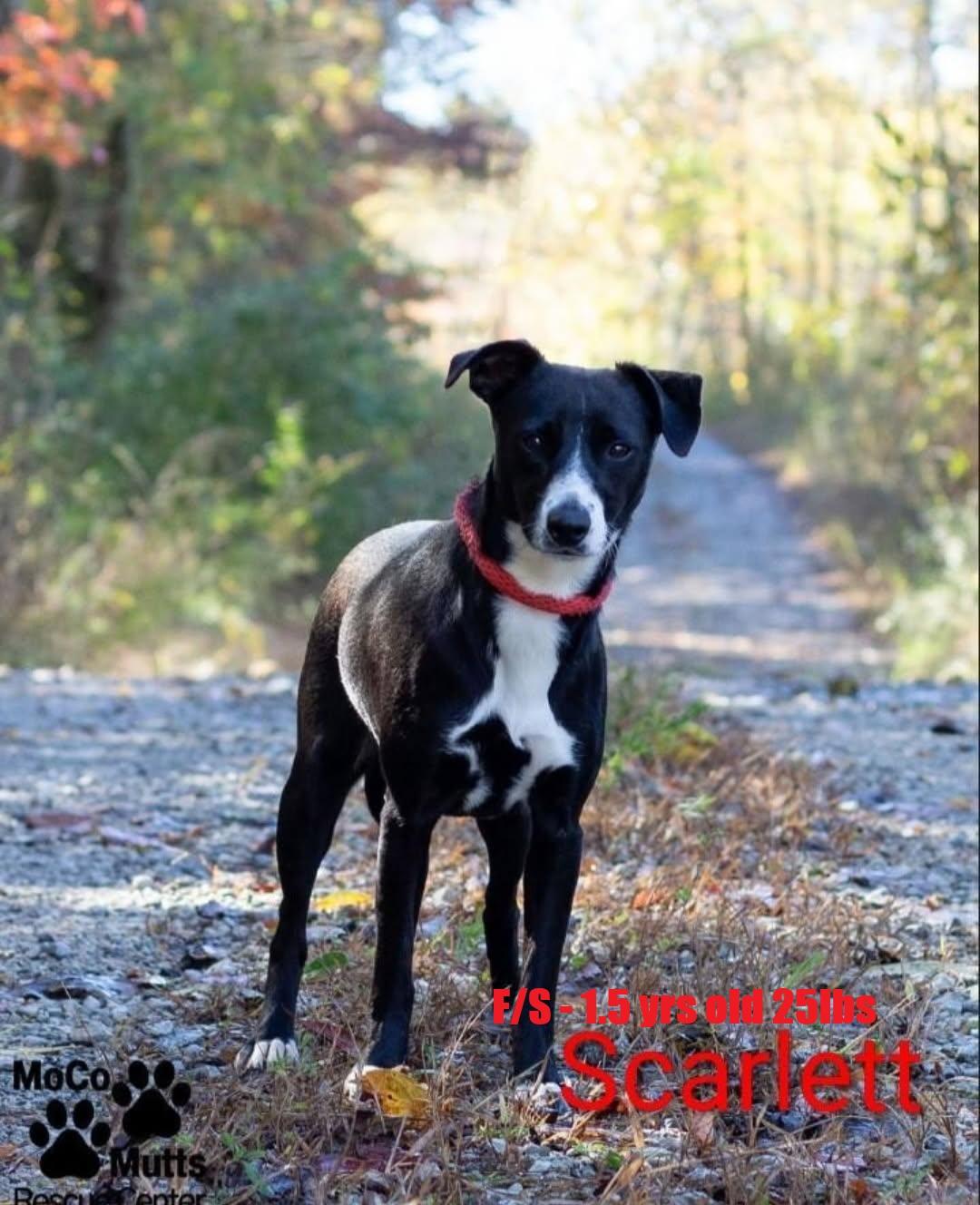 Enlarge Scarlett - arriving 2/21/26 around 10 am, a Adoptable mixed breed in Chardon, OH image 1/1