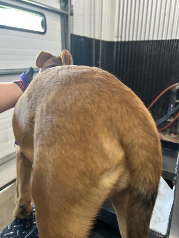 Enlarge Gracie, a Adoptable Mixed Breed in Hobbs, NM image 2/6