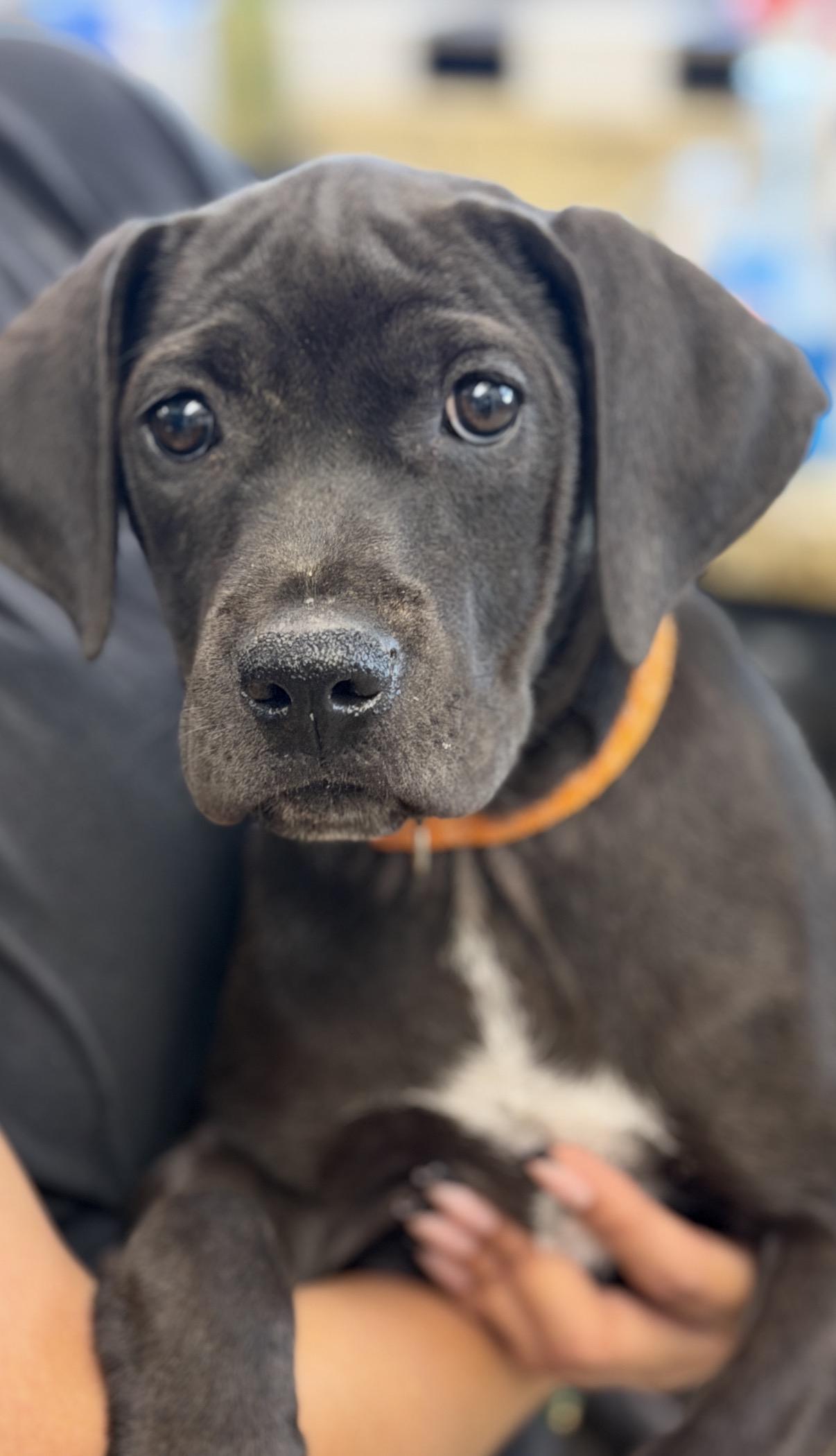 Enlarge Zoe, a ADOPTABLE mixed breed in Gilbert, AZ image 2/4