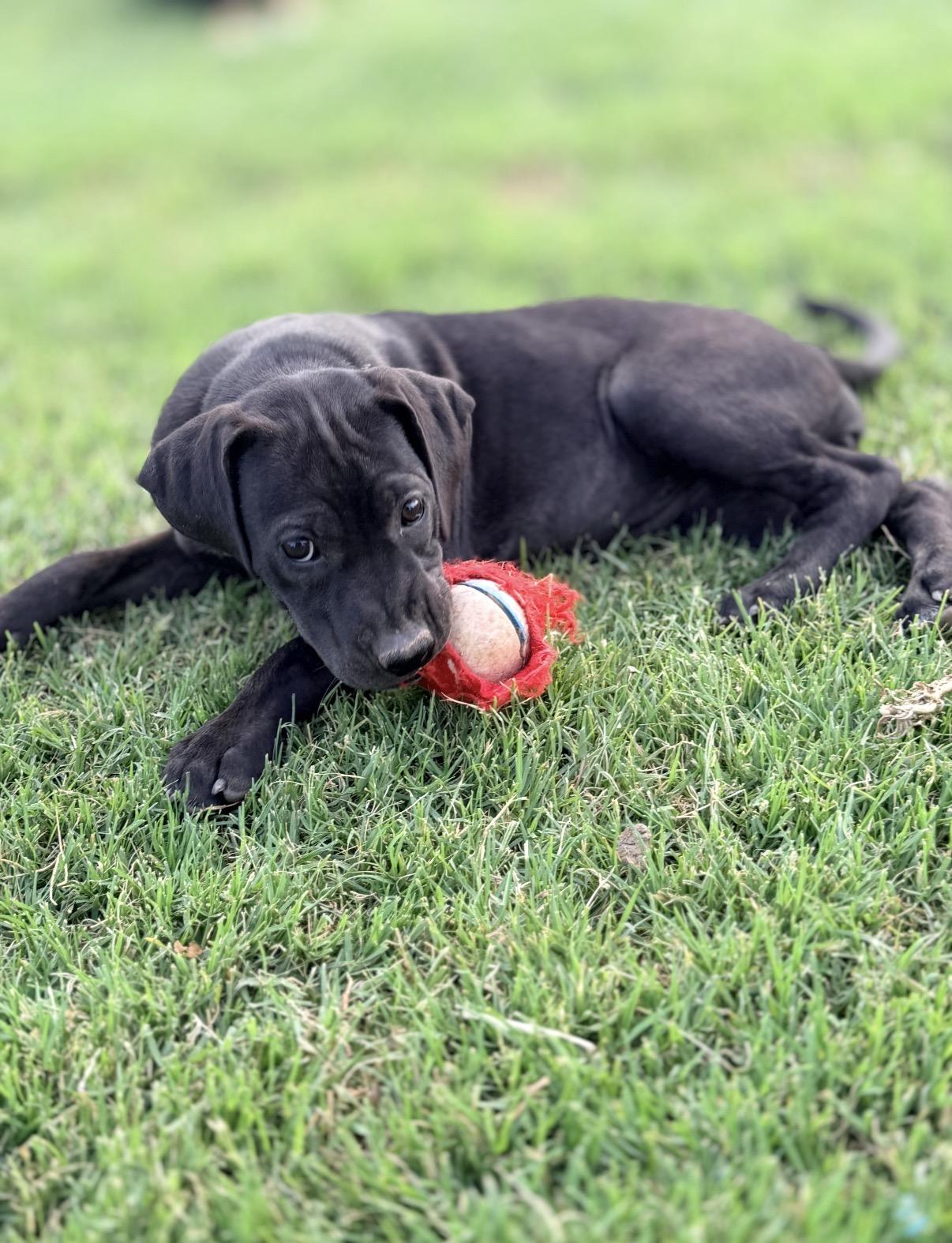 Enlarge Zoe, a ADOPTABLE mixed breed in Gilbert, AZ image 4/4