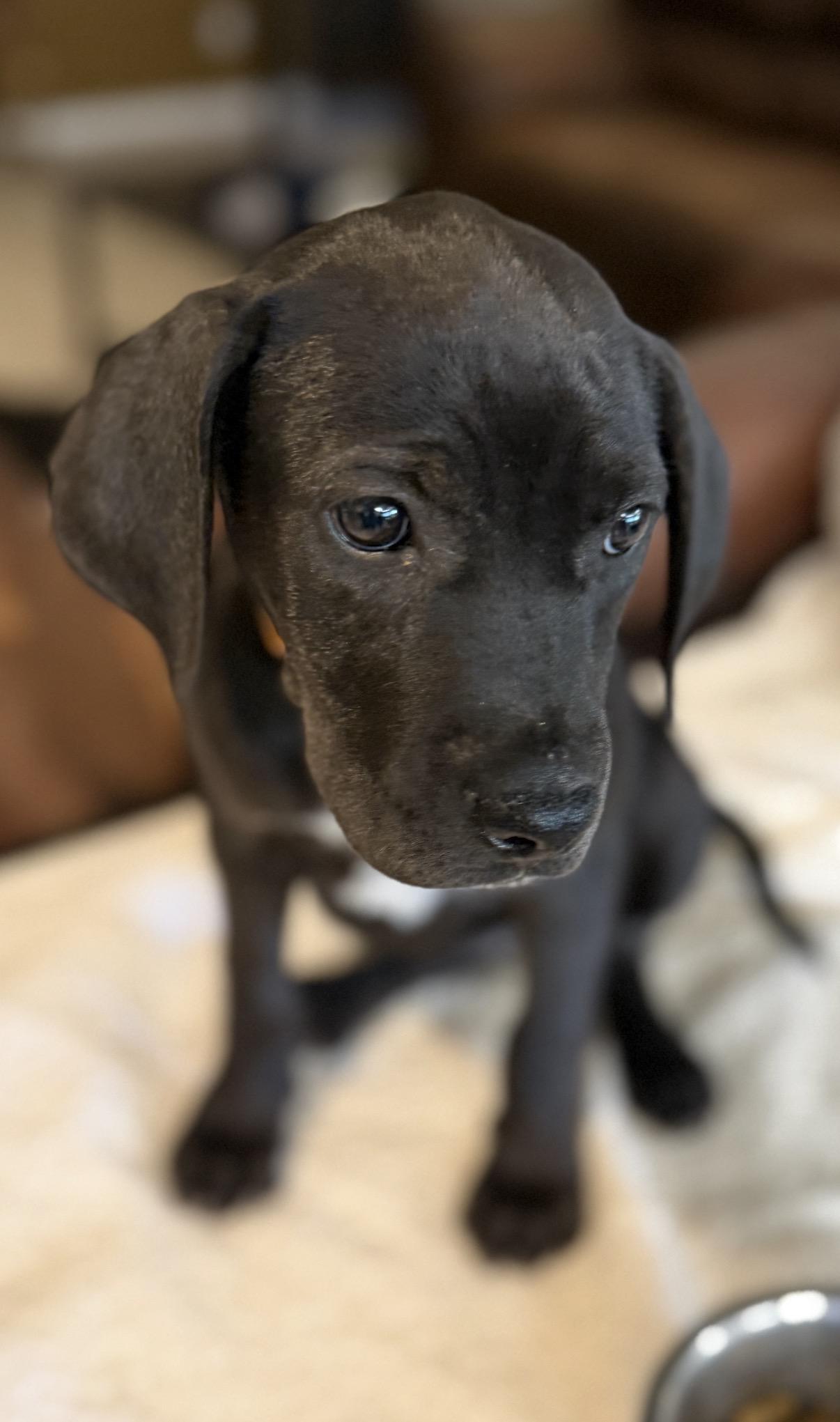Zoe, ADOPTABLE, Puppy Female Black Labrador Retriever & German Shepherd Dog.