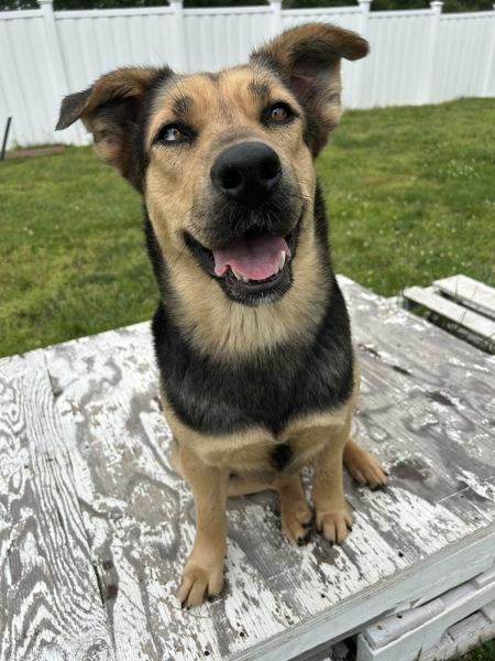 Laken, Adoptable, Young Female German Shepherd Dog.