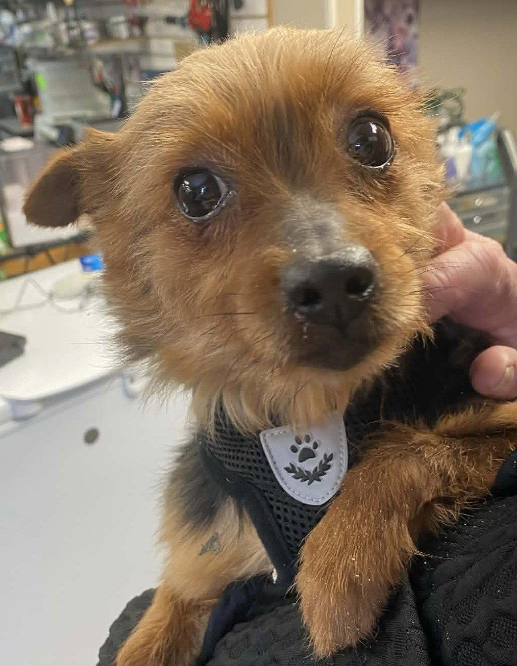 Enlarge Millie (Jamie), a Adopted Yorkshire Terrier in London, ON image 1/3