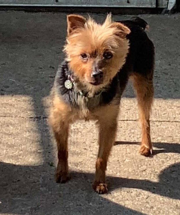 Enlarge Millie (Jamie), a Adopted Yorkshire Terrier in London, ON image 2/3