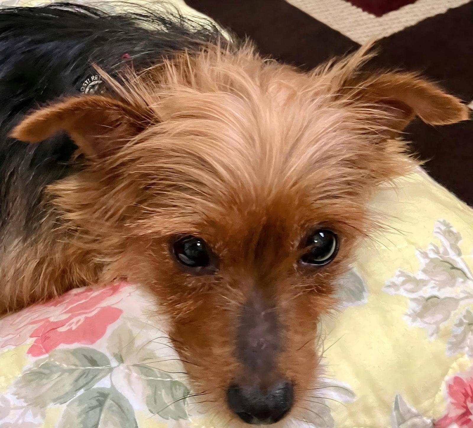 Enlarge Millie (Jamie), a Adopted Yorkshire Terrier in London, ON image 3/3