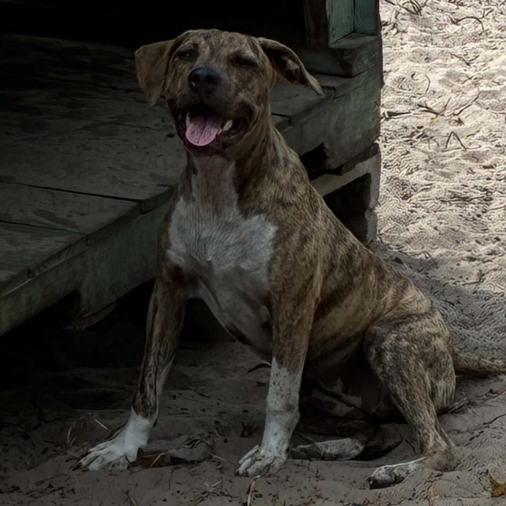 Enlarge Beretta, a Adoptable Catahoula Leopard Dog in Morriston, FL image 2/3