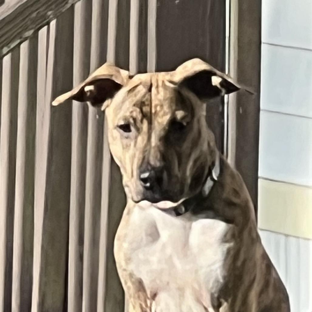 Enlarge Beretta, a Adoptable Catahoula Leopard Dog in Morriston, FL image 3/3
